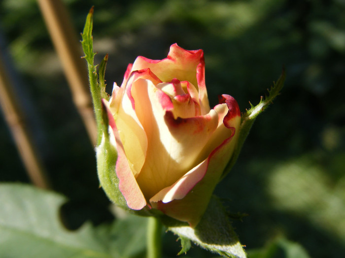 Jubile du Prince de Monaco; Floribunda,floare mare,25-40 petale,infloreste in ciorchini,parfum slab(0-2 puncte din 5),h0,7-0,9m
