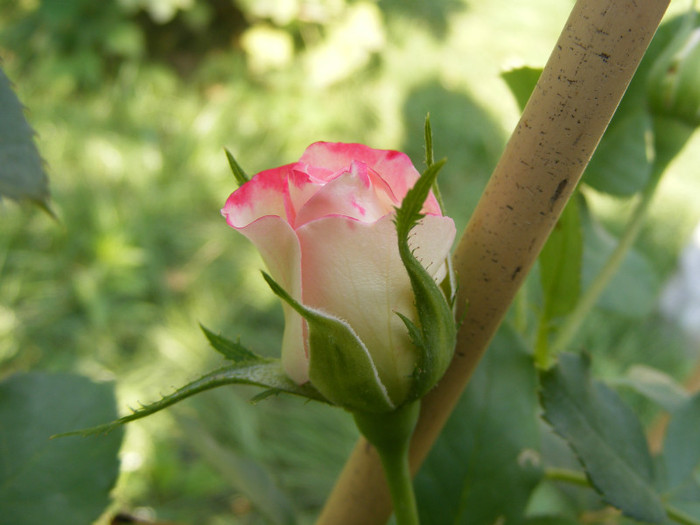 Jubile du Prince de Monaco; Floribunda,floare mare,25-40 petale,infloreste in ciorchini,parfum slab(0-2 puncte din 5),h0,7-0,9m
