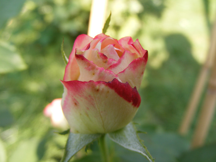 Jubile du Prince de Monaco; Floribunda,floare mare,25-40 petale,infloreste in ciorchini,parfum slab(0-2 puncte din 5),h0,7-0,9m
