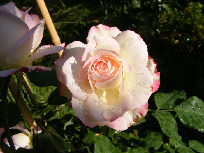 Jubile du Prince de Monaco; Floribunda,floare mare,25-40 petale,infloreste in ciorchini,parfum slab(0-2 puncte din 5),h0,7-0,9m
