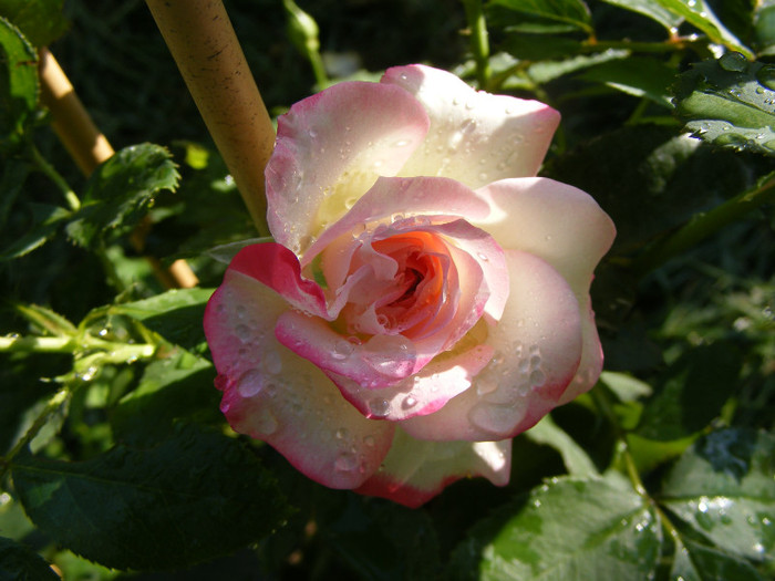 Jubile du Prince de Monaco; Floribunda,floare mare,25-40 petale,infloreste in ciorchini,parfum slab(0-2 puncte din 5),h0,7-0,9m
