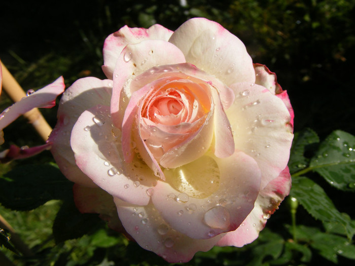 Jubile du Prince de Monaco; Floribunda,floare mare,25-40 petale,infloreste in ciorchini,parfum slab(0-2 puncte din 5),h0,7-0,9m
