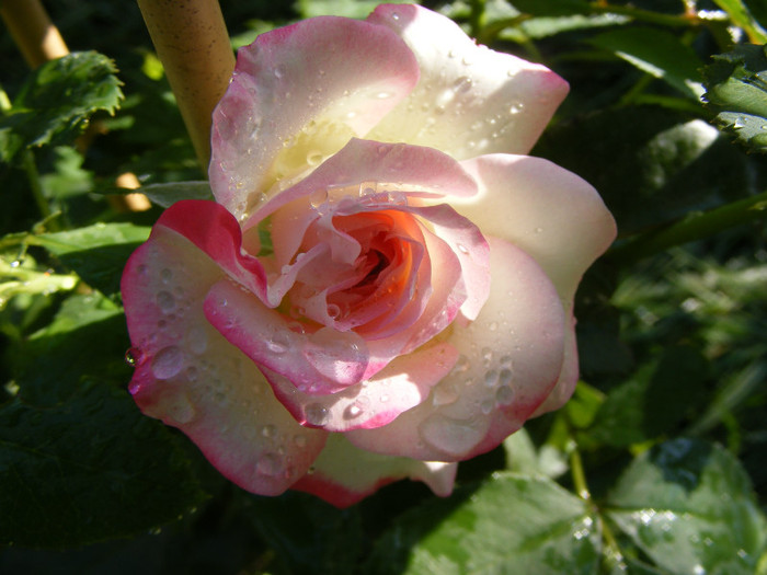 Jubile du Prince de Monaco; Floribunda,floare mare,25-40 petale,infloreste in ciorchini,parfum slab(0-2 puncte din 5),h0,7-0,9m
