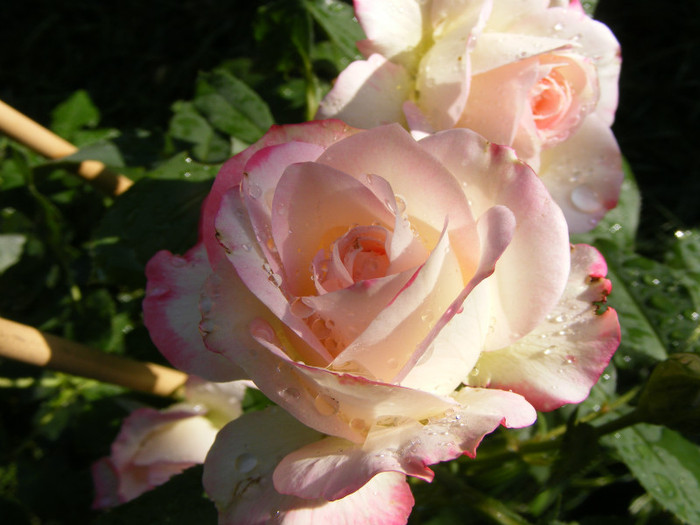 Jubile du Prince de Monaco; Floribunda,floare mare,25-40 petale,infloreste in ciorchini,parfum slab(0-2 puncte din 5),h0,7-0,9m

