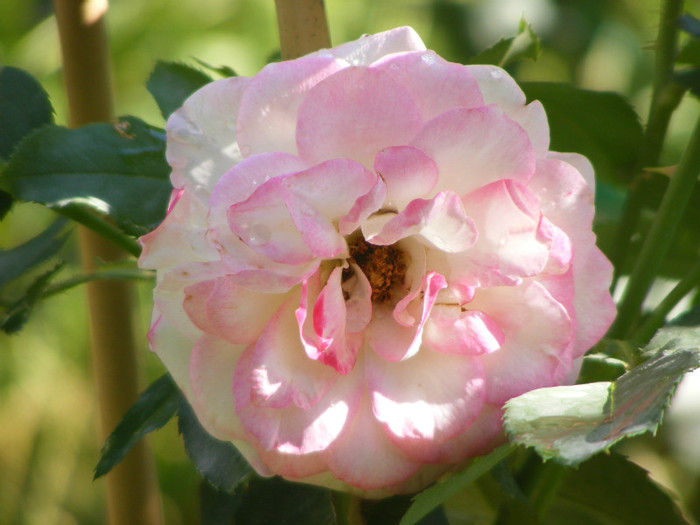 Jubile du Prince de Monaco; Floribunda,floare mare,25-40 petale,infloreste in ciorchini,parfum slab(0-2 puncte din 5),h0,7-0,9m
