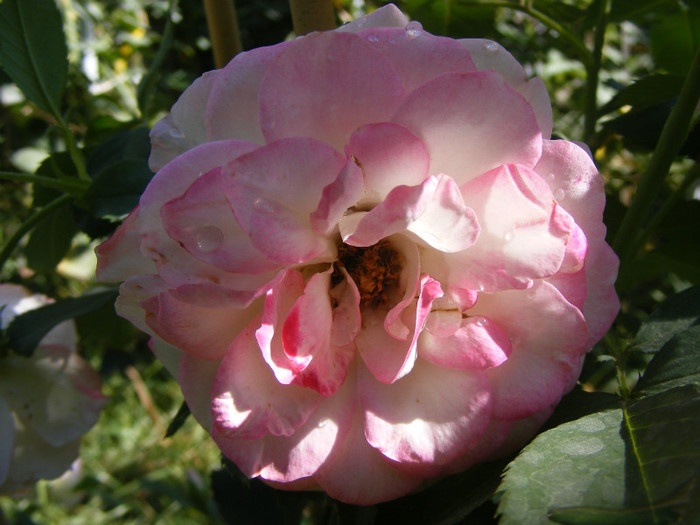 Jubile du Prince de Monaco; Floribunda,floare mare,25-40 petale,infloreste in ciorchini,parfum slab(0-2 puncte din 5),h0,7-0,9m
