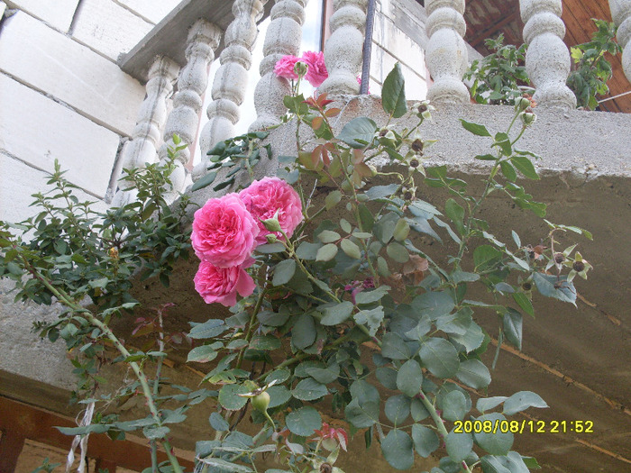 tr.catar. (1) - trandafirii mei 2011
