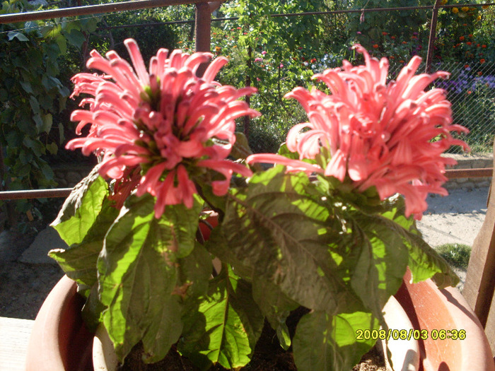 iacobinia 3