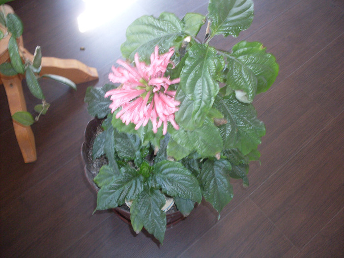 iacobinia 4