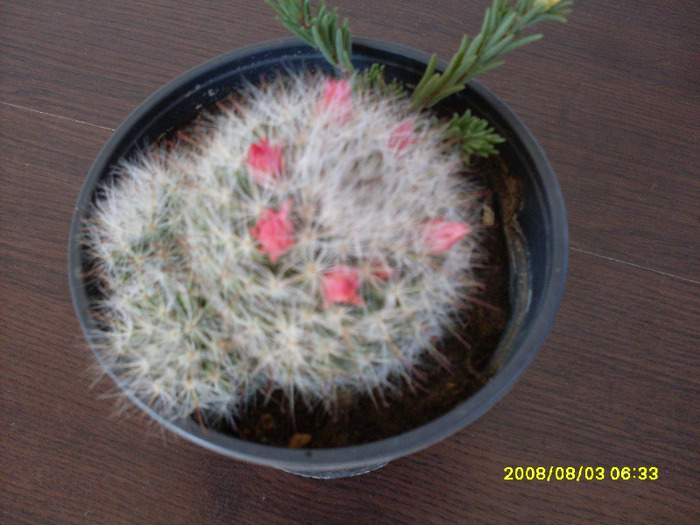 cactusii