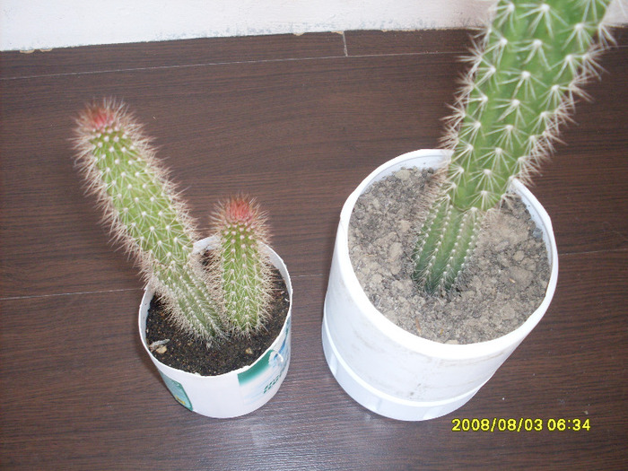cactusii 2