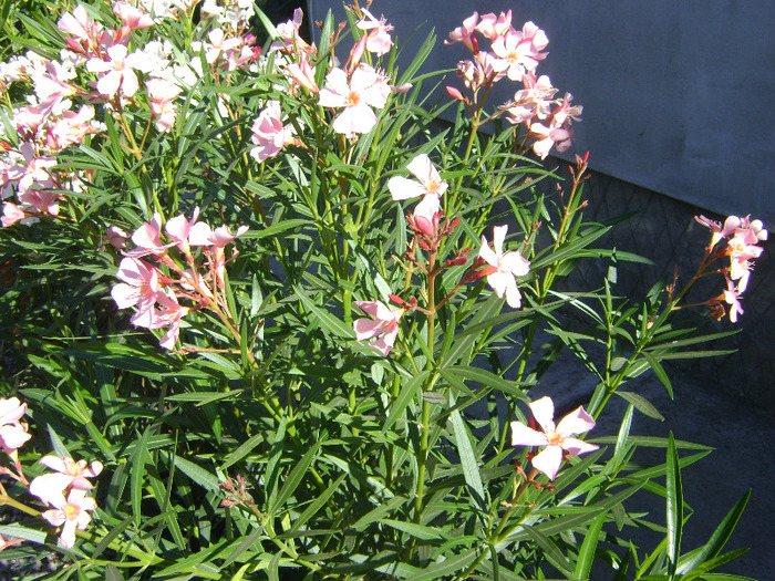 DSC05250 - Leandru 2011