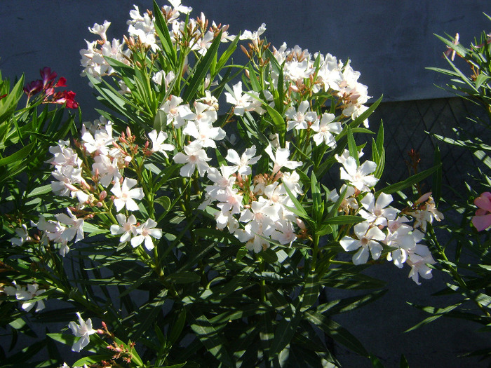 DSC05252 - Leandru 2011