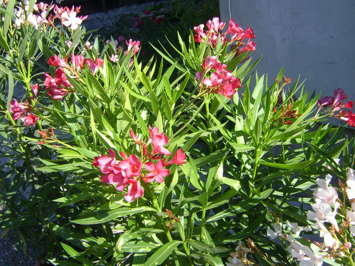 DSC05253 - Leandru 2011