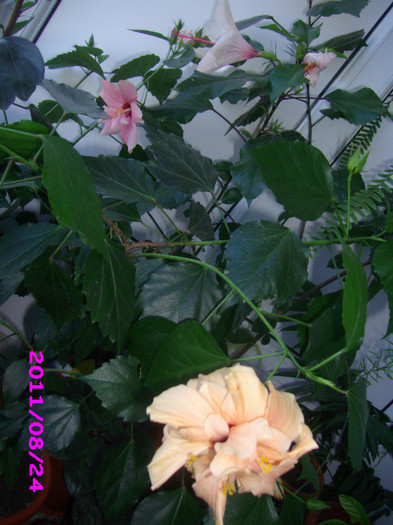 IMG_8801 - flori 2011