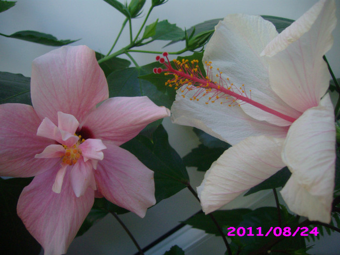 IMG_8803 - flori 2011