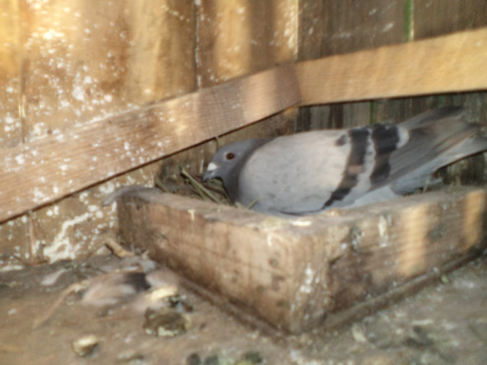 ALBASTRU 2010 PUI DIN MOSU 2003