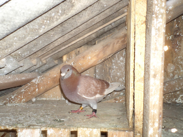 TRESTIU 2009 SEFU CRESCATORIEI