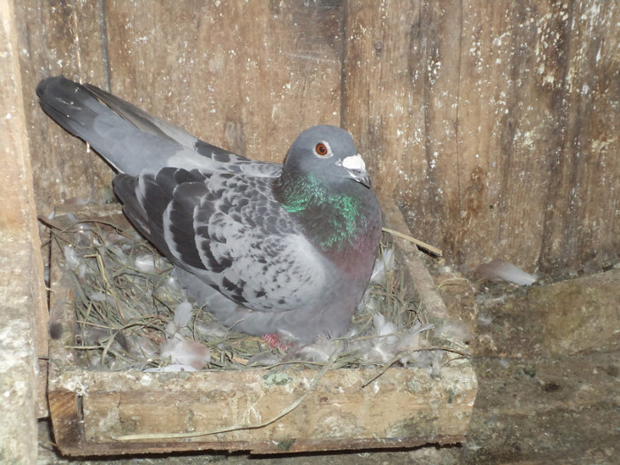 GUT 2009 GASIT CU ARIPA TAIATA CIND MAM INTORS DIN GRECIA