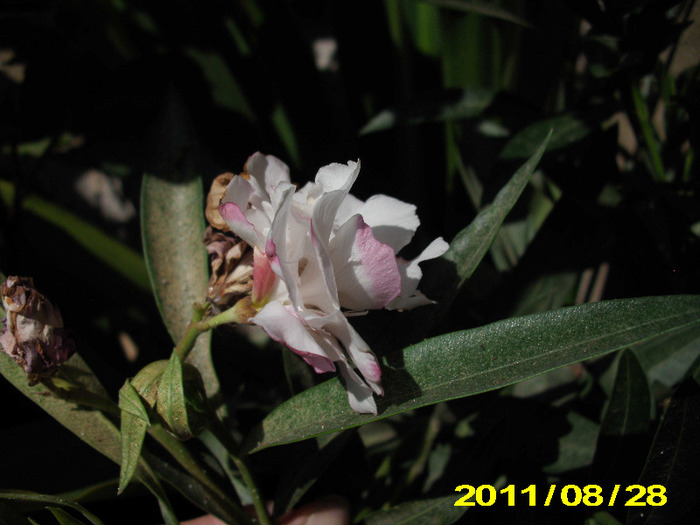 leandru mutant cu roz