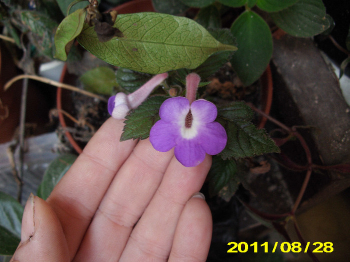 achiimenes - flori