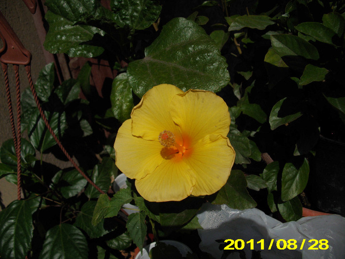 Picture 008 - flori