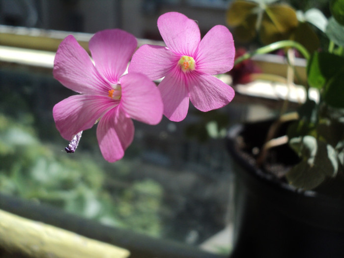 DSC02361 - 2011_Oxalis cu flori roz