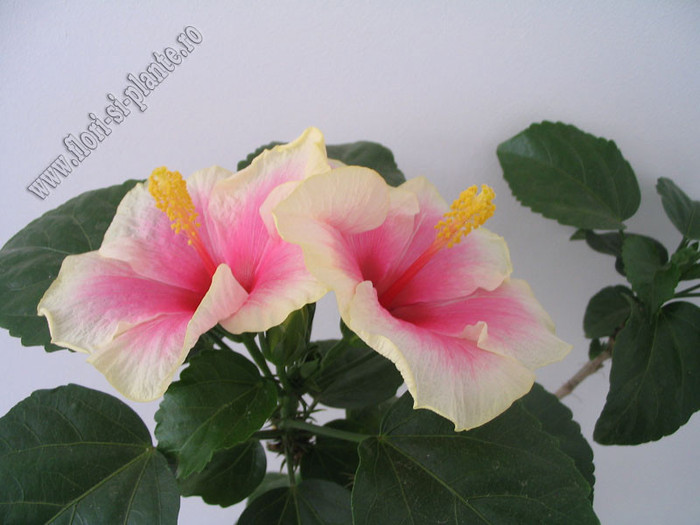 Hibiscus Yoder Camelia 5