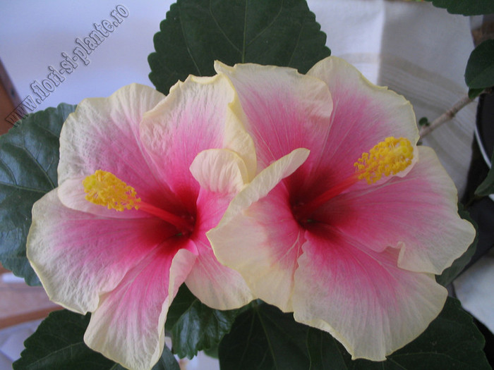 Hibiscus Yoder Camelia 6 - Hibiscus