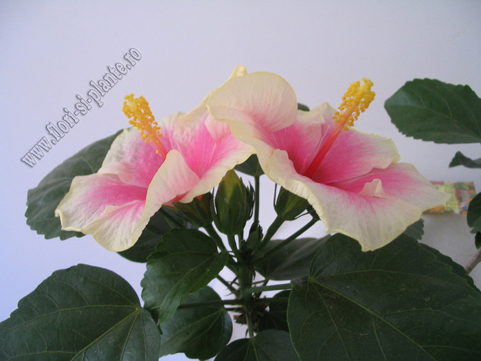 Hibiscus Yoder Camelia 7