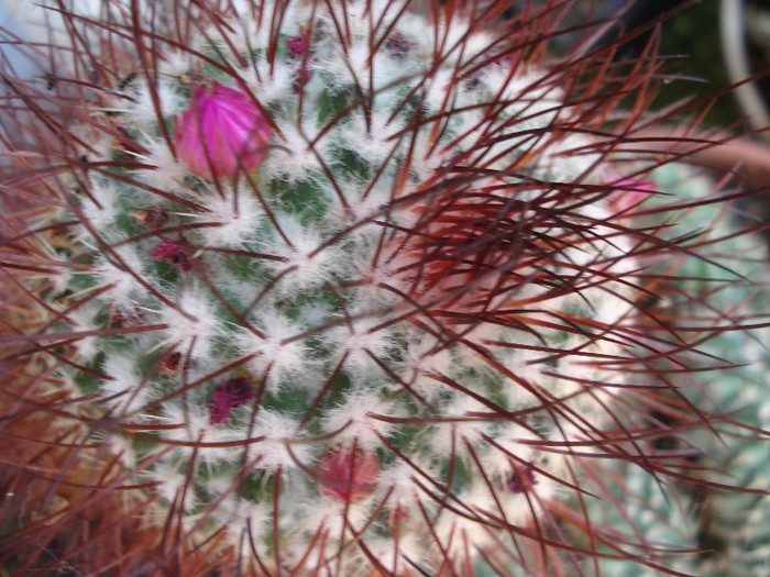 DSC04864 - Cactusi 2011