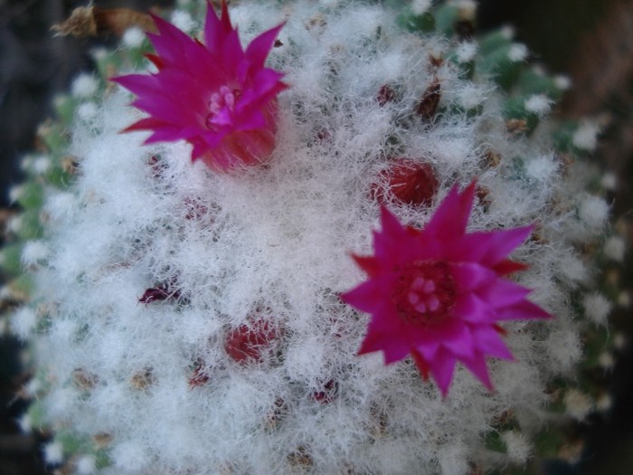 DSC04863 - Cactusi 2011