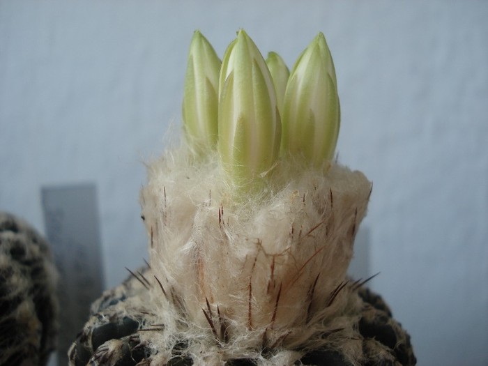 Discocactus horstii.