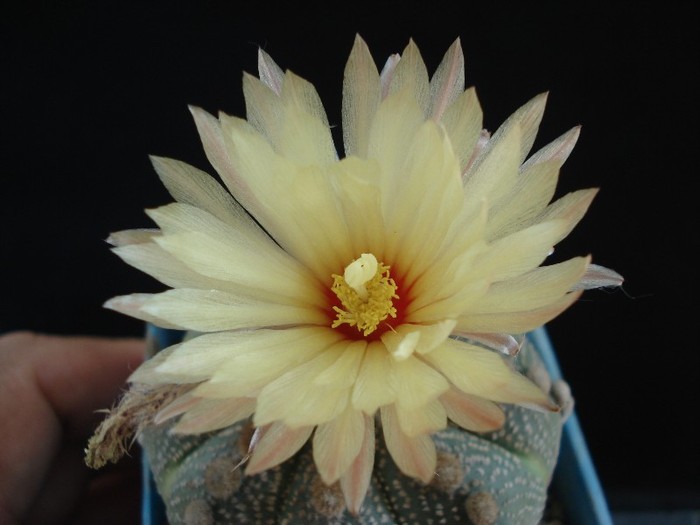 DSC04858 - Cactusi 2011