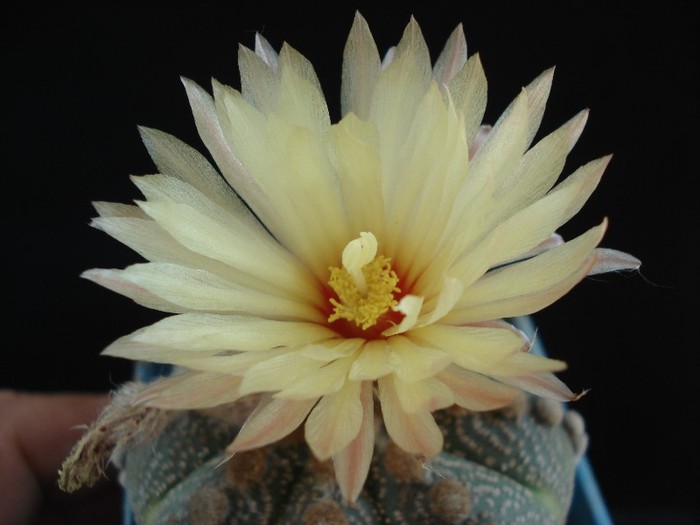 DSC04857 - Cactusi 2011