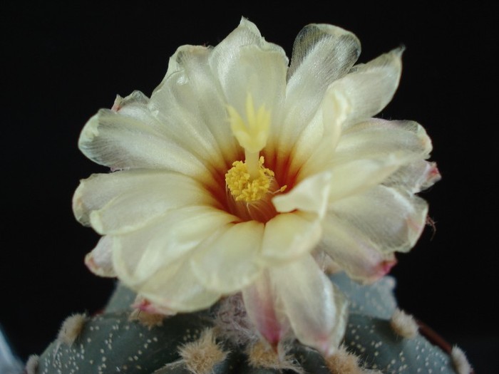 DSC04855 - Cactusi 2011