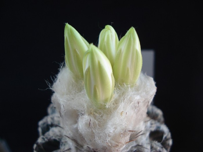 Discocactus horstii. - Cactusi 2011