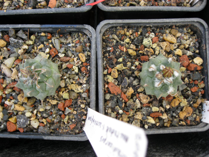 Turbinicarpus macrochele v.screvispinum - cactusi