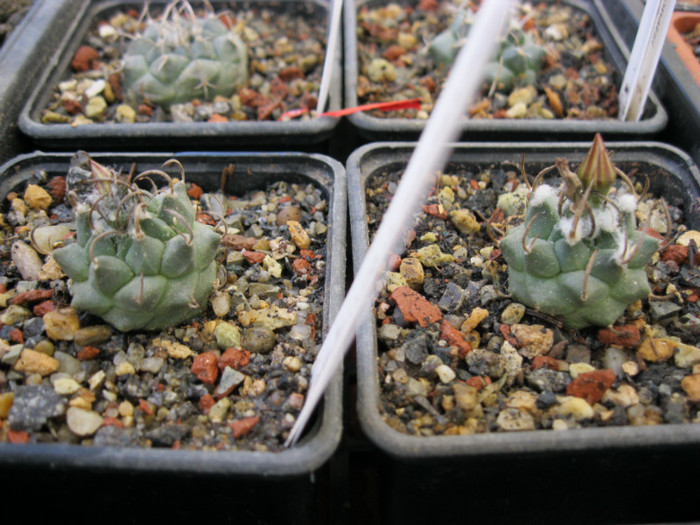 Turbinicarpus macrochele v.screvispinum