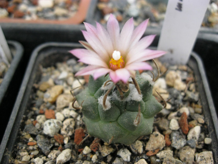 Turbinicarpus macrochele v.crevispinum - cactusi