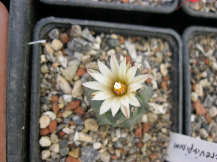 Turbinicarpus macrochele v.screvispinum - cactusi