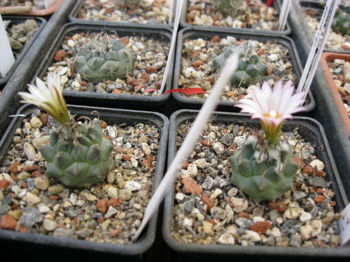 Turbinicarpus macrochele v.screvispinum - cactusi