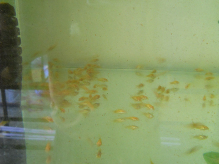 august 2011 150; corydoras albino
