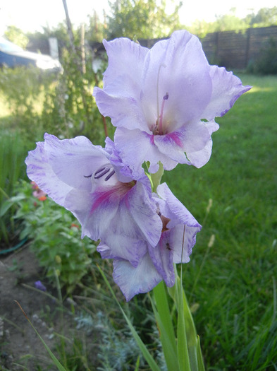 Purple Gladiolus (2011, August 27) - Gladiolus Purple