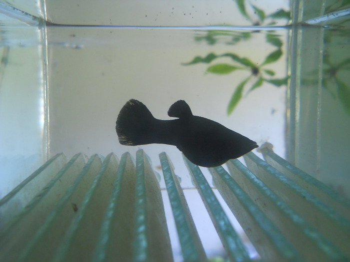 august 2011 171 - pesti din crescatorie