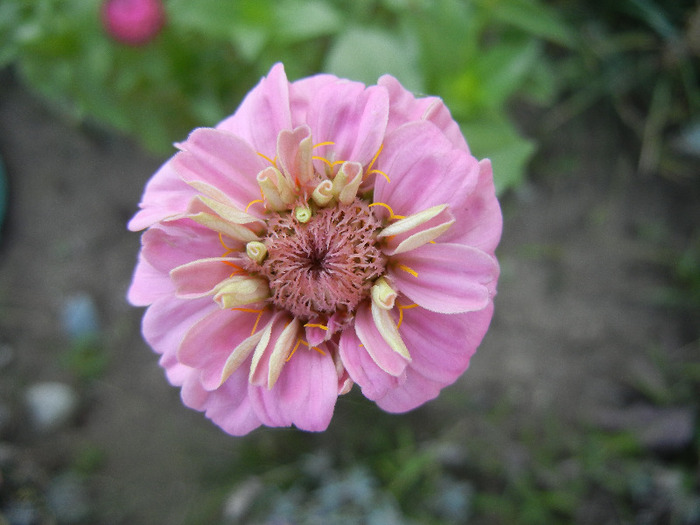 Zinnia elegans (2011, August 27)