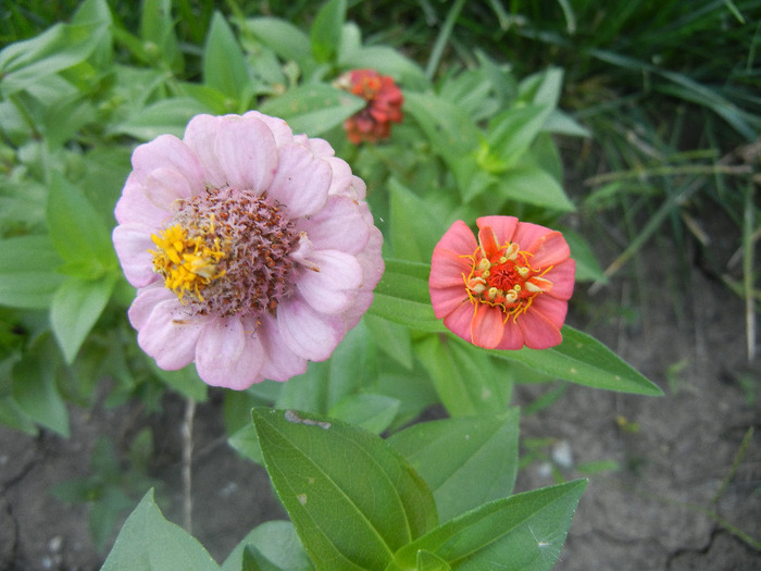 Zinnia elegans (2011, August 27) - ZINNIA Elegans