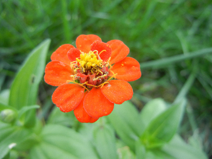 Zinnia elegans (2011, August 27)