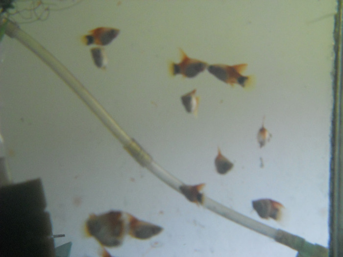 august 2011 376 - pesti din crescatorie