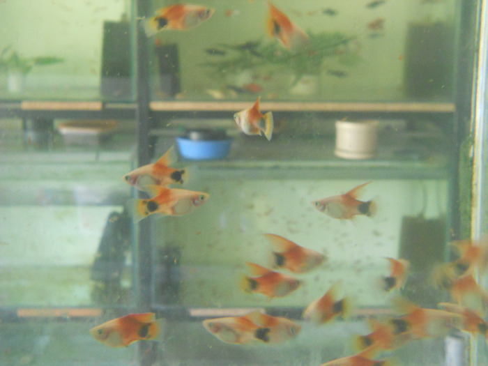 august 2011 382 - pesti din crescatorie